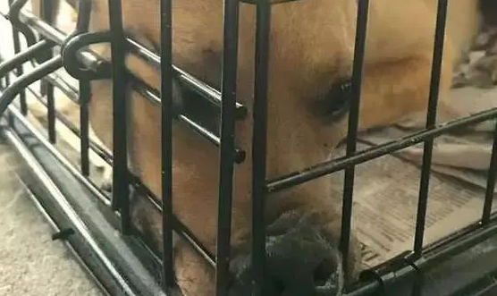 狗狗被虐待一整年,邻居报警后被救下,它到底经历了什么?