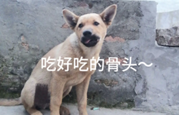 村里要查狗证,爸妈却拒绝给土狗办证!哥哥怕狗被抓走竟杀了吃掉