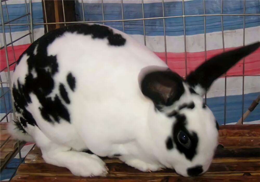 维兰特兔身份信息