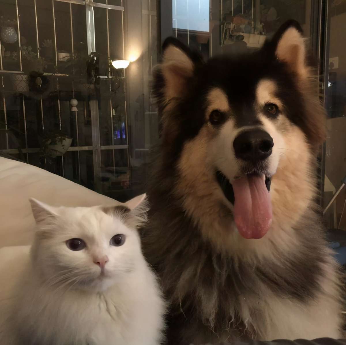 猫狗双全是种什么样的体验?