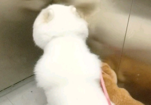 小狗失明后,我为它养了只导盲犬