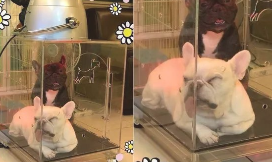 斗牛犬凭着一条不知道从哪租来的舌头,提前准备刚开始C位出道了?