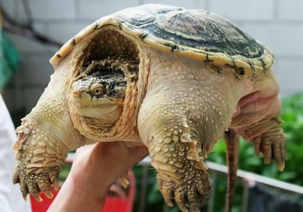 南美拟鳄龟身份信息