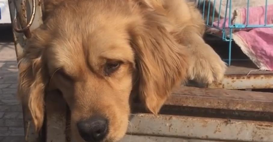 山东:金毛犬因为睡觉打呼被卖,狗市中,狗狗满脸生无可恋