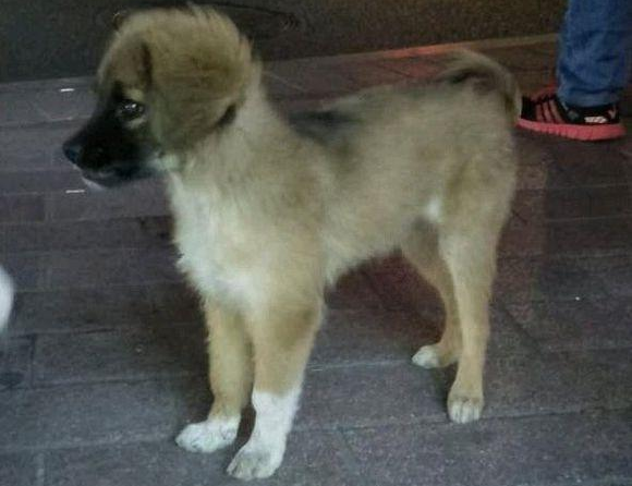 小流浪犬迷途在公交车站,男孩儿进入车内后见到它追随的模样,猛然优柔寡断了