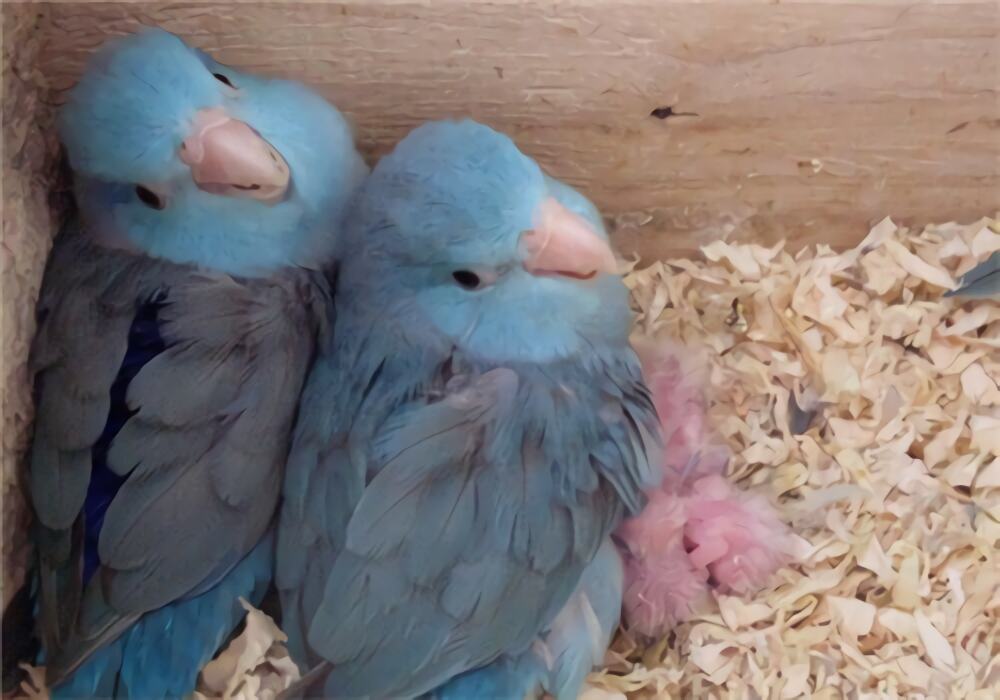 太平洋鹦鹉身份信息