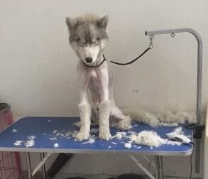 小狗狗被打扮成公主，乖乖躺在萌窝里，心已经被狗萌化！