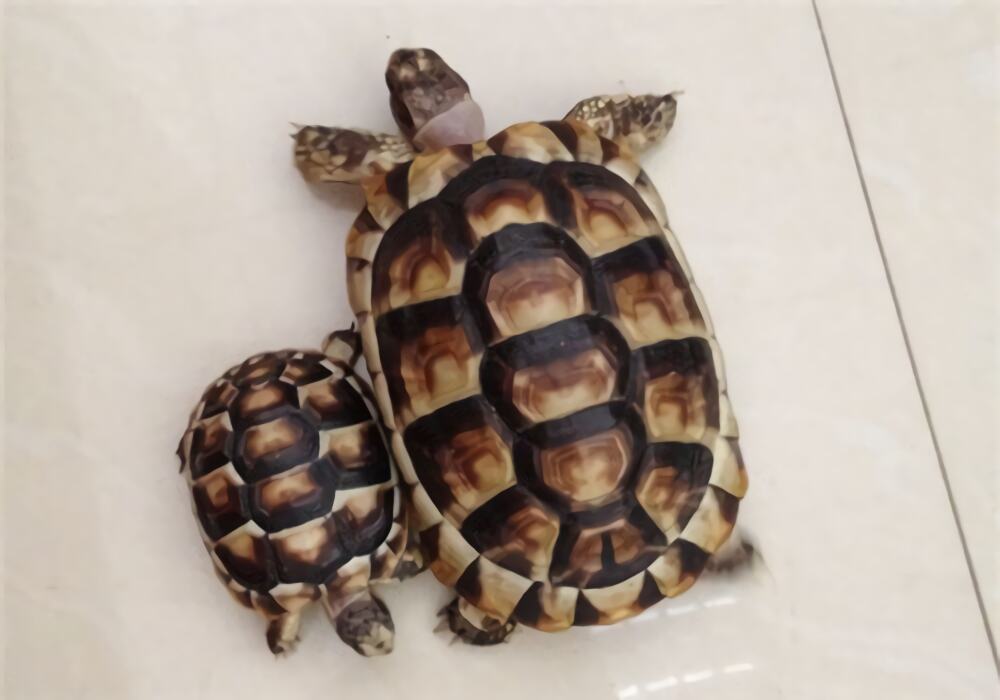 缘翘陆龟身份信息