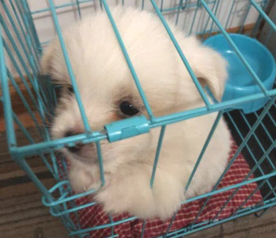 从垃圾堆里扒出去只流浪犬,女生带去宠物用品店后,老总得话令人寒心