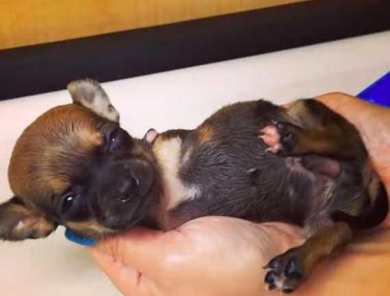 狗狗残疾被丢垃圾箱，女生捡回家了却遭反对，它的行为最后让爸接纳