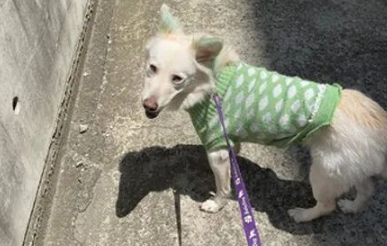 爱犬意外丢失,狗主第二天上班时被告知:有狗找你!