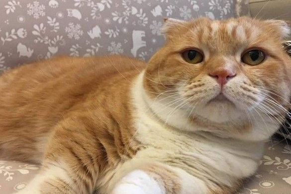 这段期间你到底发生什么事 萌猫长大变讨债老大