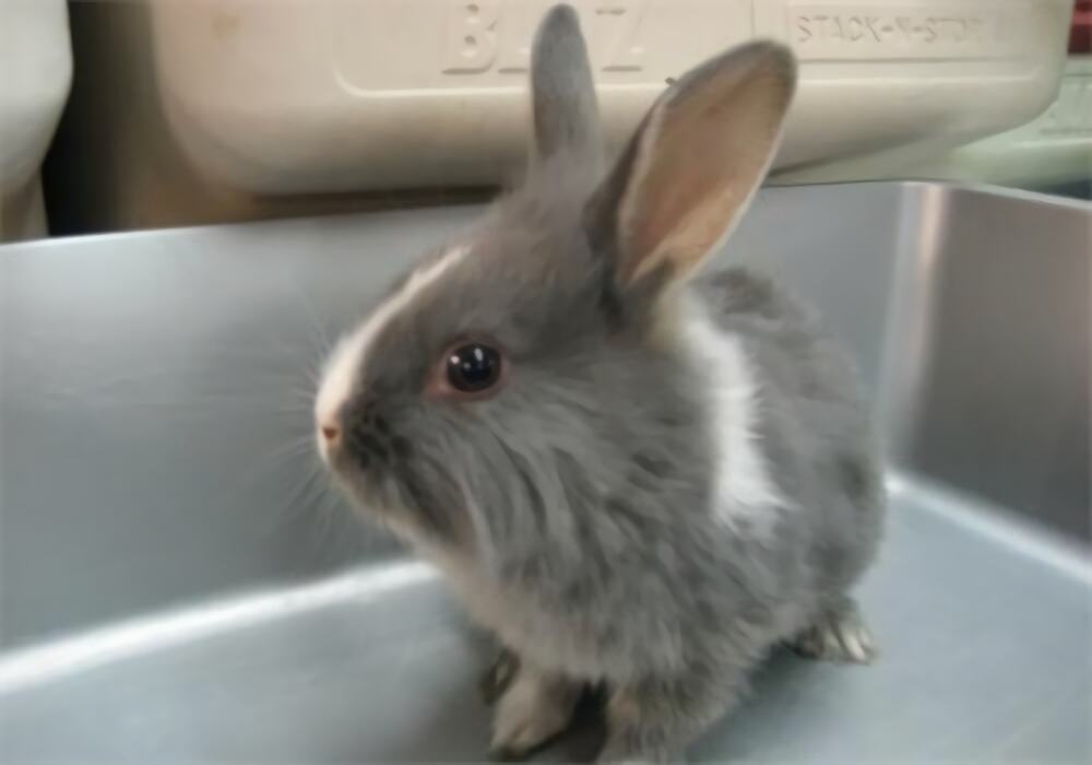 洁西伍莉身份信息