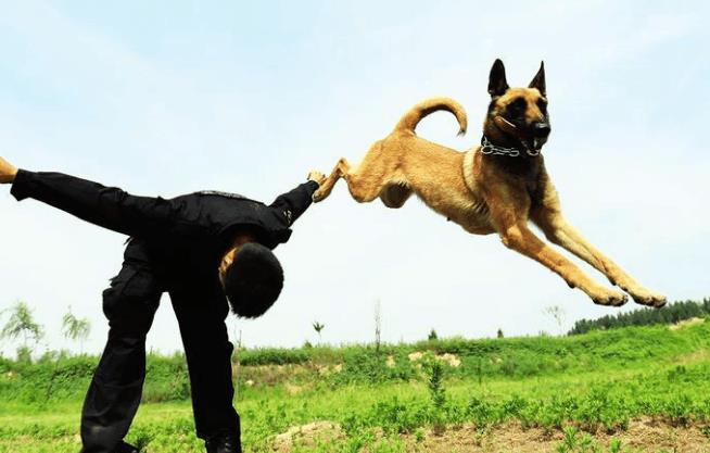 警犬退役之后怎么处理, 被确认无用后实行安乐死, 简直太残忍了