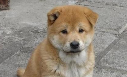 一只田园犬不如的狗狗 它的主人倾家荡产也要救它