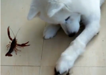 小狗与二只小龙虾对战,毫不畏惧不断发招式,战斗力值爆满帅炸掉