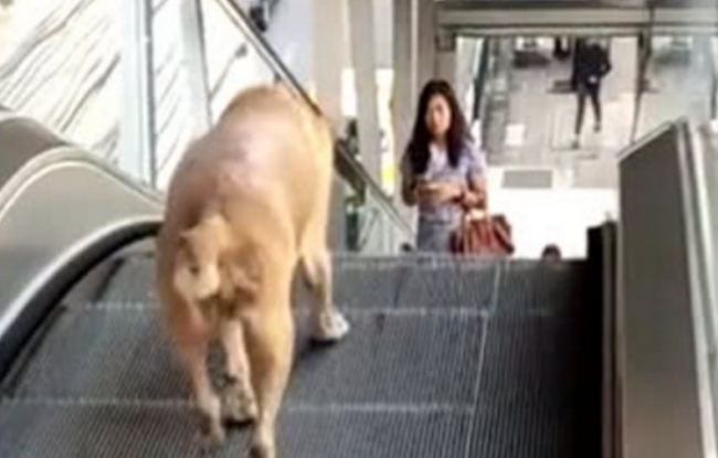 狗狗误上电梯下不去,气得一团转圈直叫个不停,过路人作派令人寒心