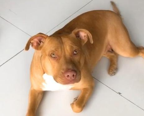 女孩子养比特犬,狗狗浑身肌肉,现实版美女与野兽?