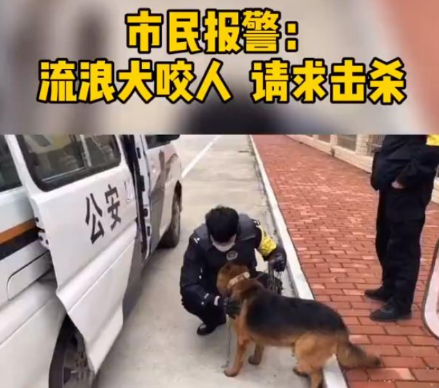 市民请求击杀“咬人”流浪狗,网友却大呼:快收编它吧!