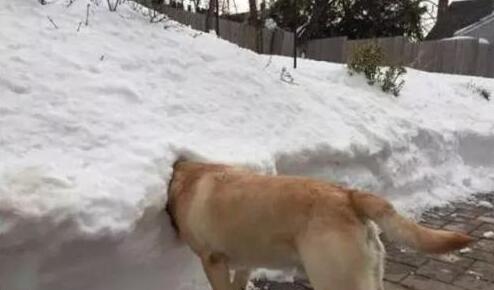 下班回家,看到柴犬坐在电暖器前,销魂姿势让主人笑的胃疼