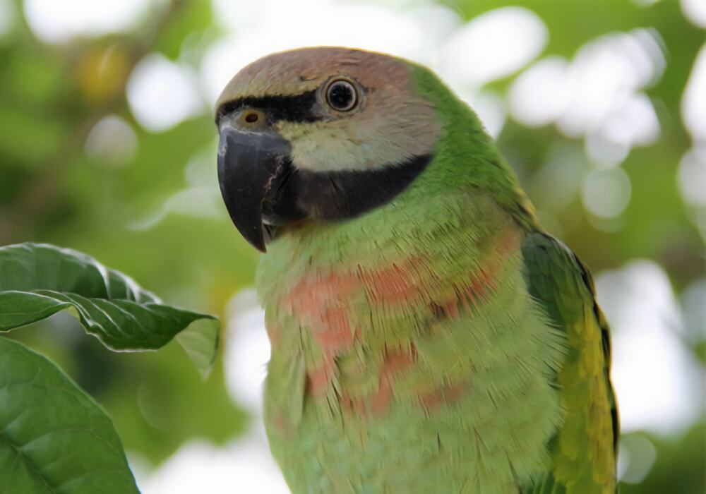 小绯胸鹦鹉身份信息