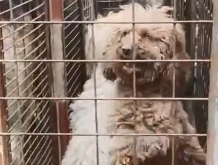 狗肉馆里的一只泰迪，冲着路人不停作揖