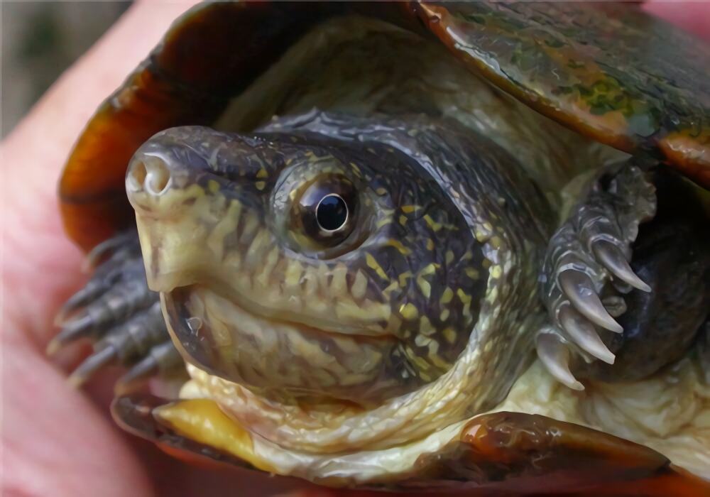 瓦哈卡泥龟身份信息