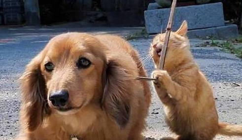 铲屎官遛狗途中偶遇热情大橘,全程粘着狗子,恍若一只“舔狗”猫