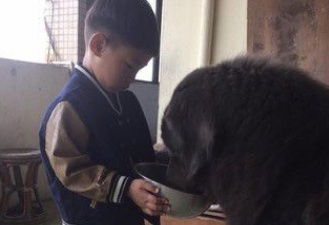 遭受弃养獒犬 收编后要有弟弟陪伴才敢吃饭