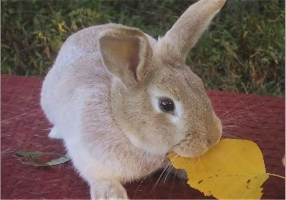 忌廉兔身份信息