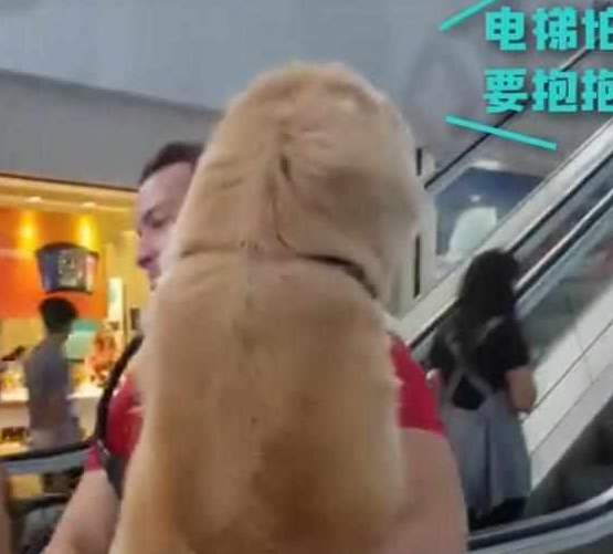 快一百斤大金毛怕坐电梯,要小哥抱抱才敢上:你说你丢不丢狗?