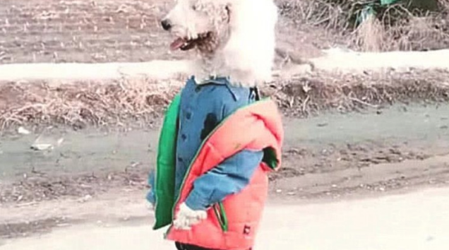 道上碰到一小孩子,的身上爬满白色狗毛,好奇心来到反面,一脸心痛