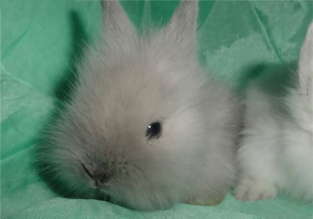 狮子兔身份信息