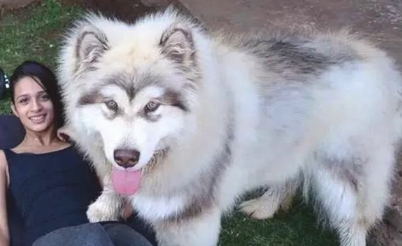 养大型犬的铲屎官留意了,狗狗儿时别看它萌就总抱,会出人命的