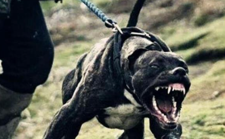 狗狗对你忠不忠心,就看它对你有没有做过这6件事