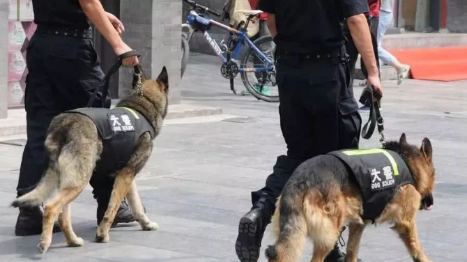 阿拉斯加居然可以当警犬,这是来搞笑的吧!