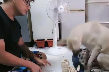 主人想教狗狗玩叠叠乐,规则都还没讲完,狗狗一掌就把它拍倒