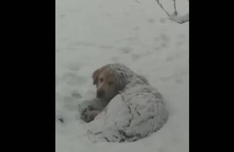 主人第二天找到走失的金毛，白白大雪让它冻成狗
