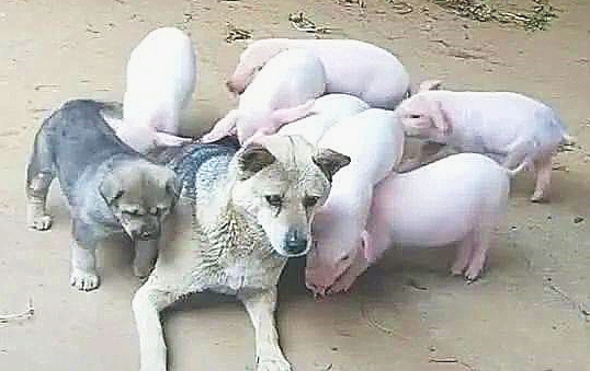 主人家听到一声哀嚎,认为狗子喂母乳出了出现意外,外出一看竟哑口无言