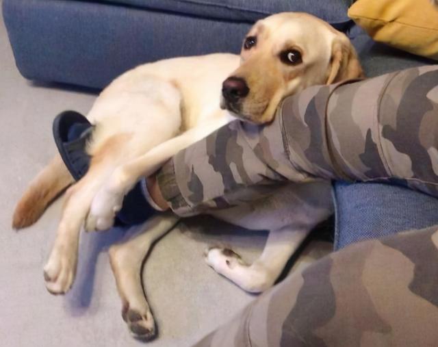 金毛犬犯了错,主人将它丢进枯井,众人看到狗狗的模样时都哭了!