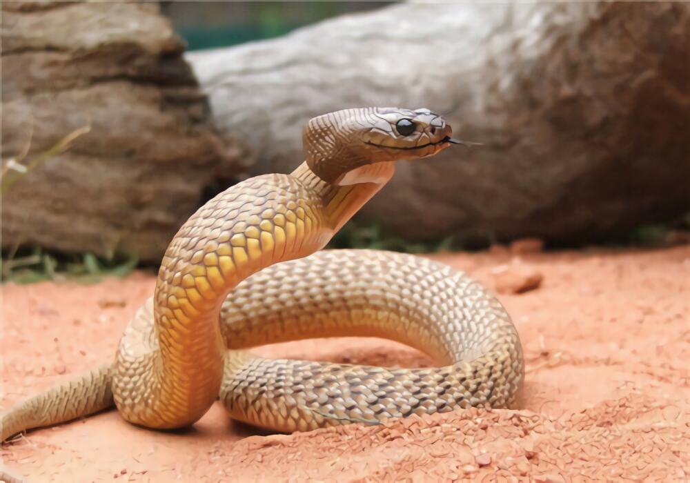 太攀蛇身份信息