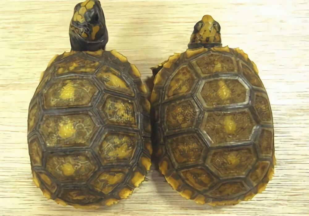 阿根廷象龟身份信息