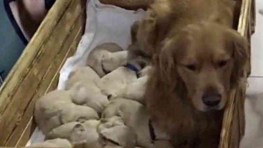 金毛生了一窝小奶狗，主人看了无奈，哪位狗崽子的父亲