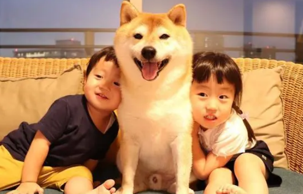 超萌，日本一只柴犬喜欢陪两个小主人睡觉，各种睡姿太温馨了