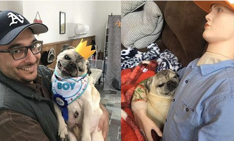 焦虑症巴哥犬超黏爸拔 假把拔的到来安抚它