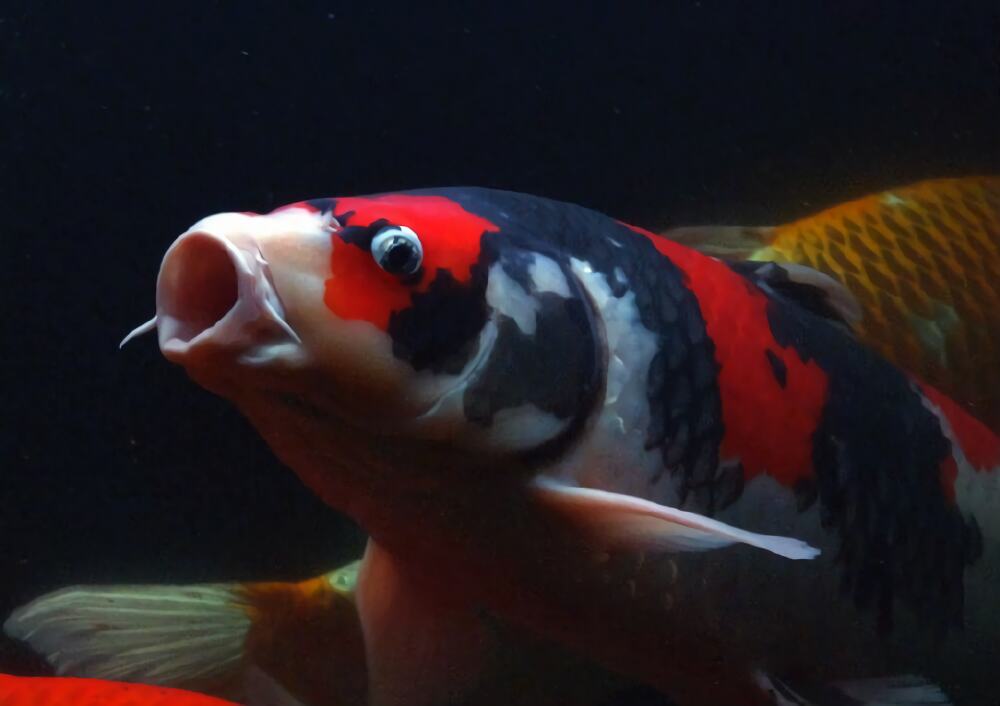 昭和三色身份信息