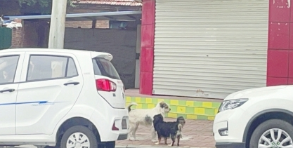 整治不文明养犬行为仍需加力