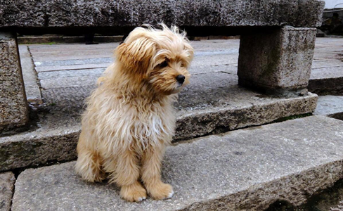 泪奔!走失半年的狗狗,路遇主人姐姐成功回家