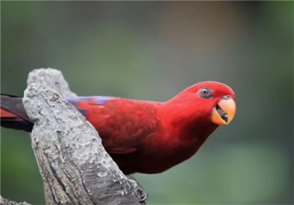 红色吸蜜鹦鹉身份信息