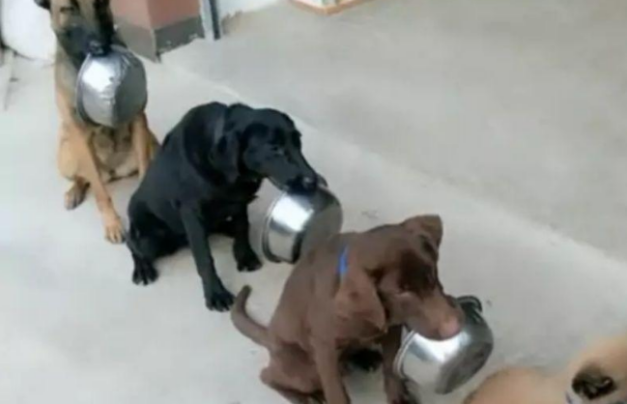 这就是别人家的狗子吗？看完柠檬了